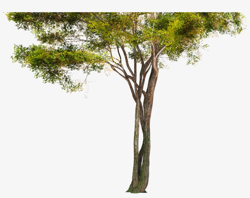 Hd Images Of Trees, transparent png #933885