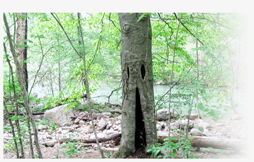 Home - Old-growth Forest, transparent png #933966