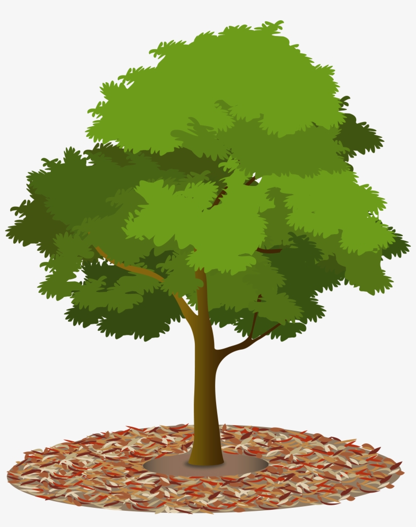 Mulch-tree - Tree Canopy Png, transparent png #934047