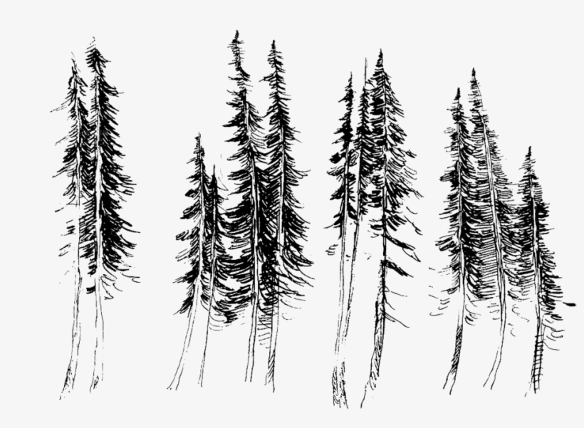 Trees- - Fir, transparent png #934087