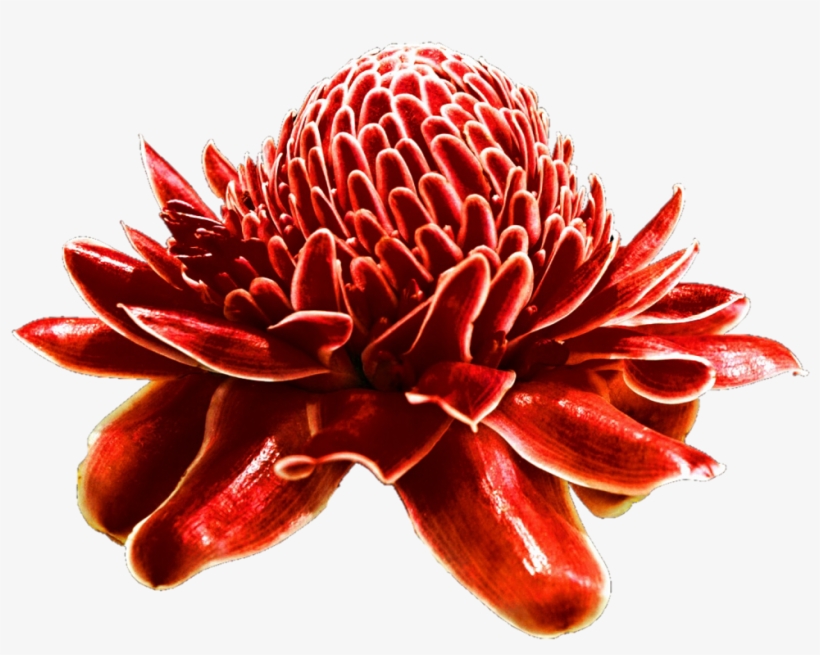 By Jeanicebartzen On Deviantart - Kalecik Karası, transparent png #934109