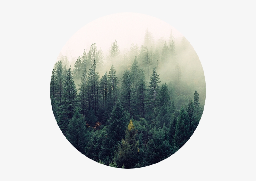 Forestry Solutions - Society6 Ascension Wall Tapestry Small: 51" X 60", transparent png #934565