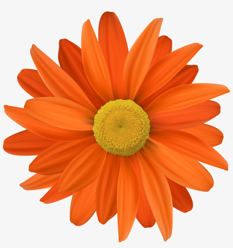 Laranja Flores Com Fundo Transparente, transparent png #934592