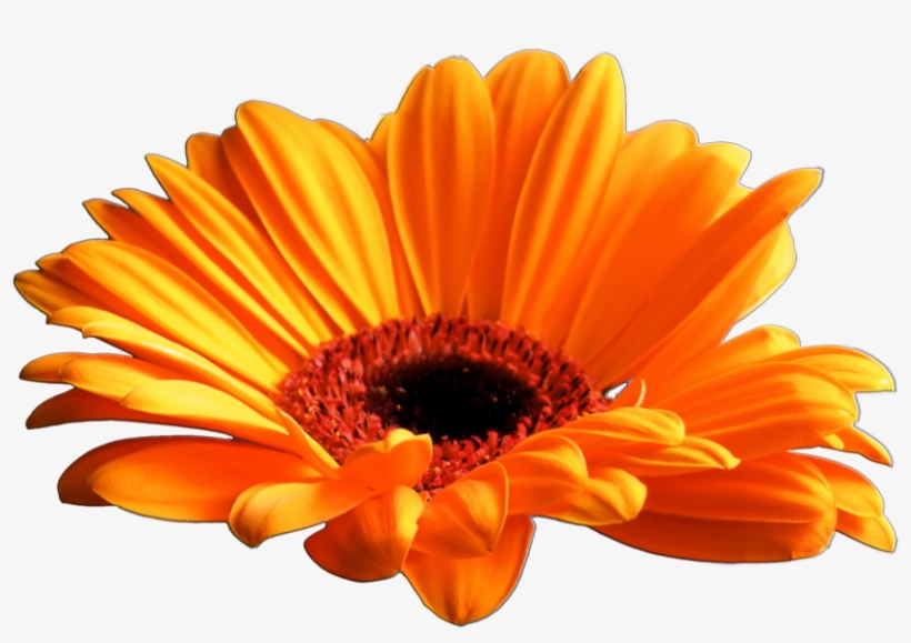 Flower 004 Clear Cut Png By Seelenwerk-d5lgt5s - Gerber Daisy, transparent png #934807