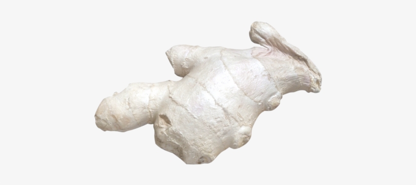 Ginger - Carving, transparent png #934843