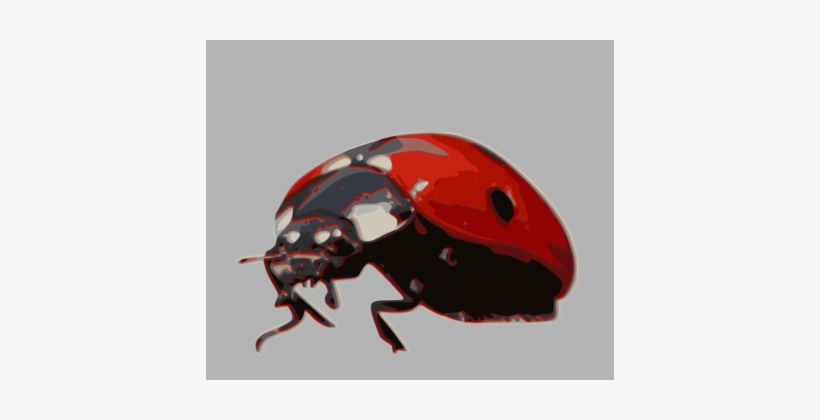 Ladybird Beetle Seven-spot Ladybird Animal Drawing - Ladybird A Vertebrate Or Invertebrate, transparent png #934927
