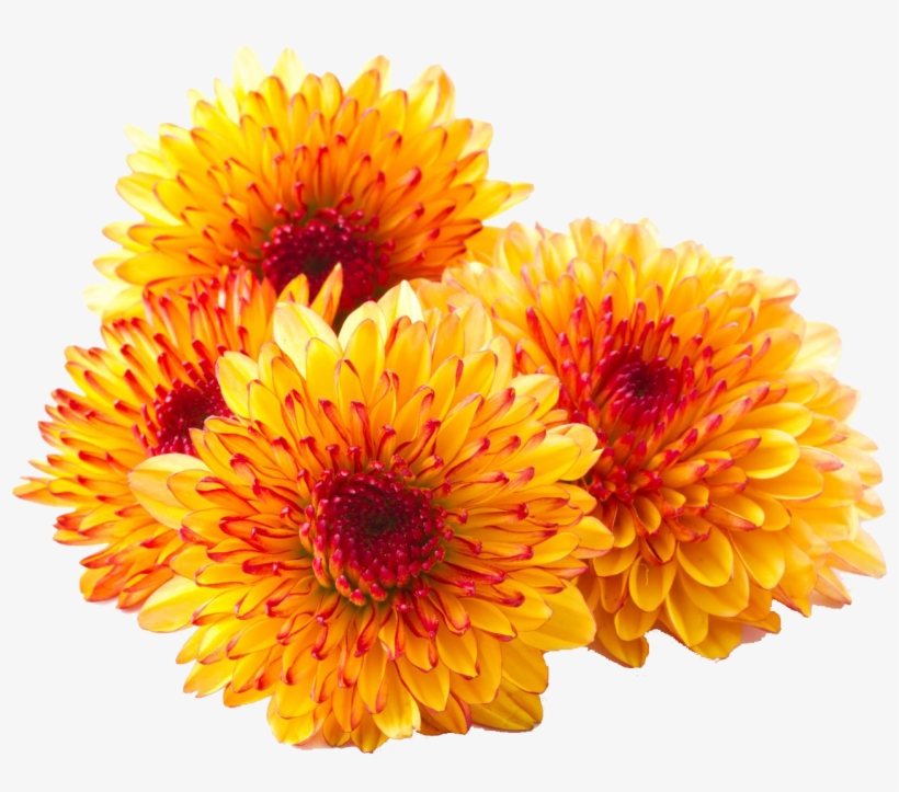 Chrysanthemum Png Photos - Chrysanthemum Flower White Background, transparent png #935533