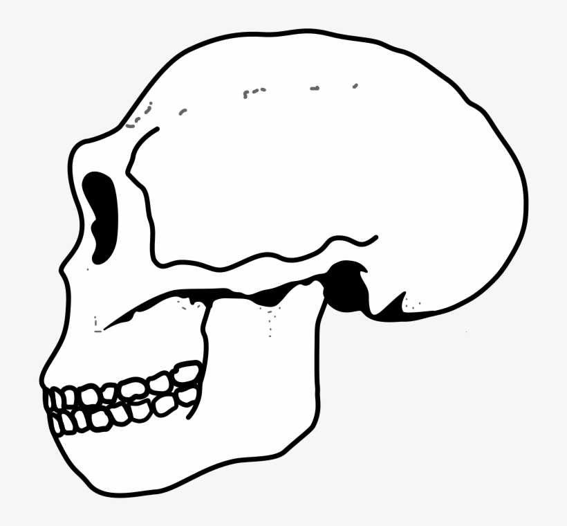 Ergaster Skull - Было Бы Если Ссср Не Распался, transparent png #935686