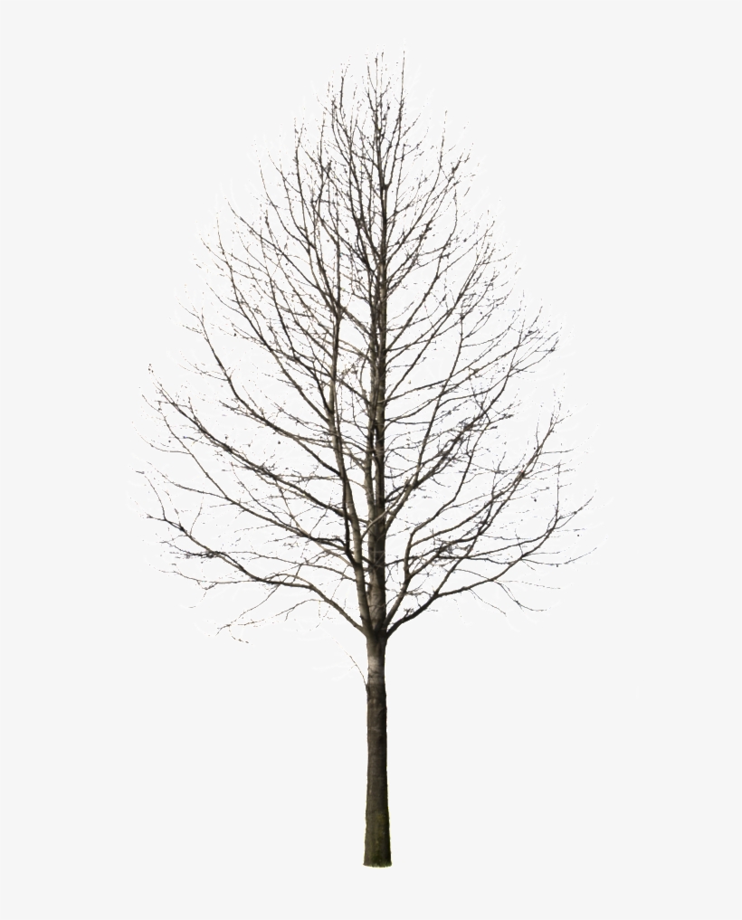 Winter Trees Png - Pine Tree Cutout Png, transparent png #935713