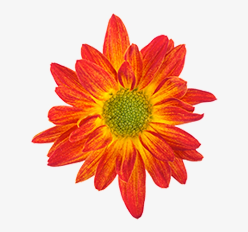 Bicolor Red Yellow Union Bicolor Red Yellow Union - Drawing, transparent png #935714