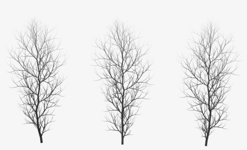 Winter Png Free Download - Red Pine, transparent png #935770