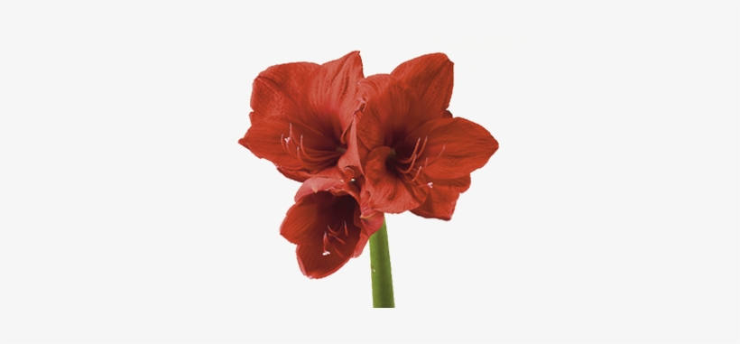 Amaryllis - Amaryllis Flower Png, transparent png #935879