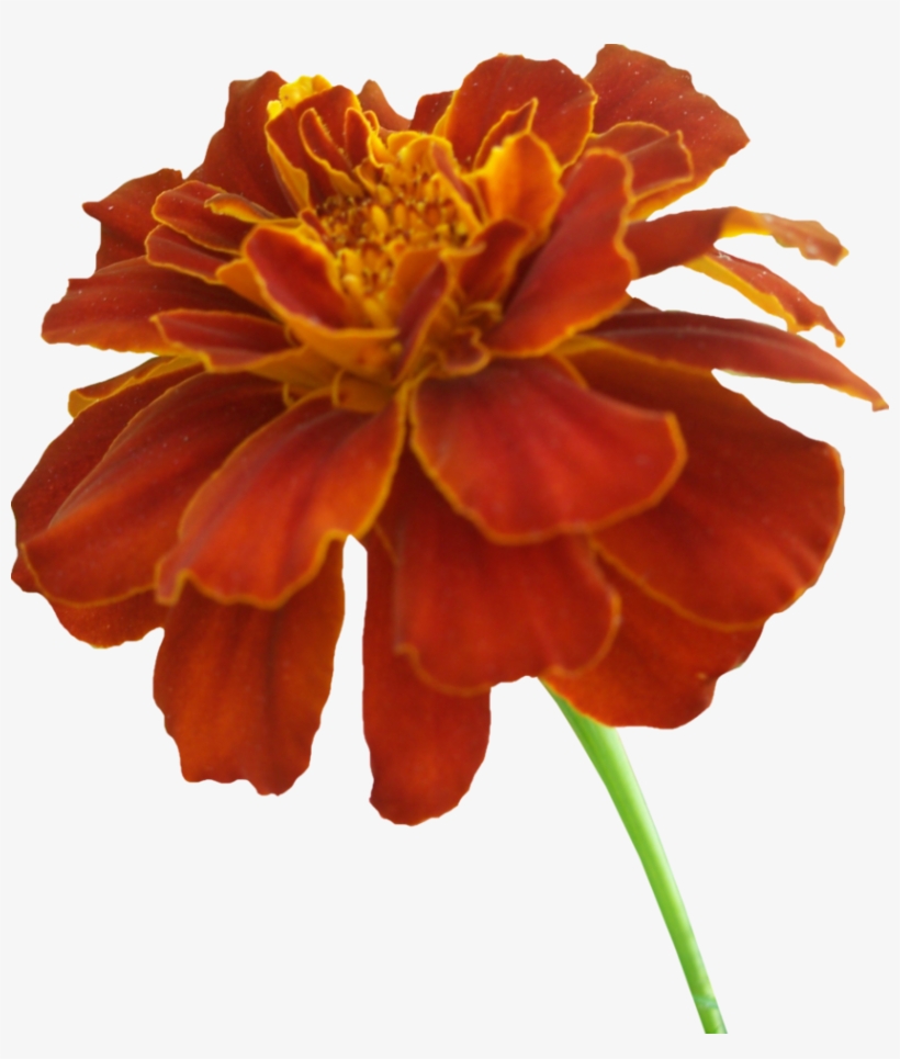 Orange Marigold, Flowers, Marigold, Plant Png Image - Marigold Png, transparent png #935938