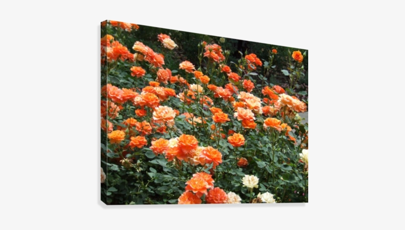 Orange Flowers Growing In Napa Califoria Canvas Print - Garden Roses, transparent png #935964