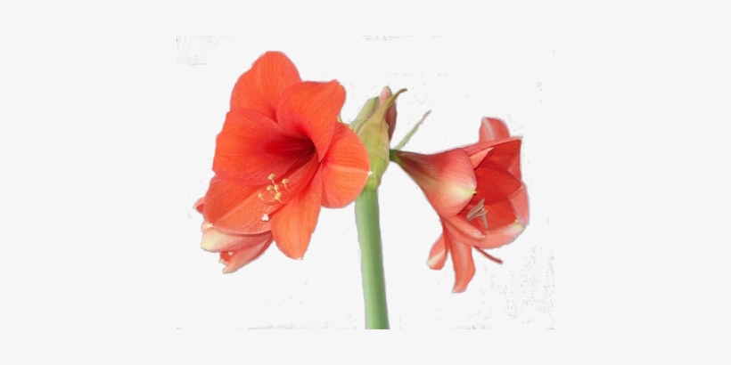 Peach Flower Clipart Amaryllis - Amaryllis Png, transparent png #936138
