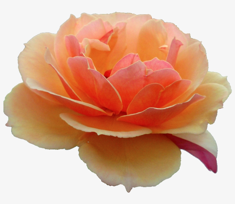 Orange Rose - Flower Tumblr Transparent Orange, transparent png #936169
