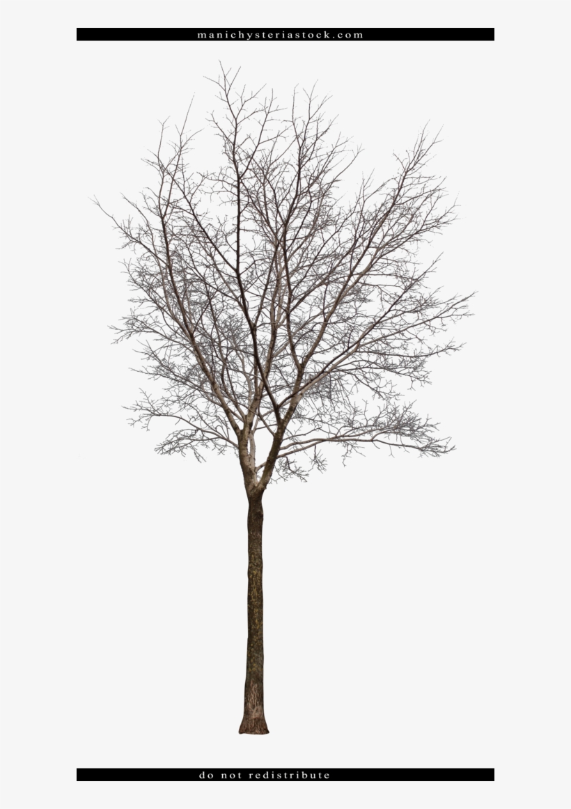 Tree Cut Out By - Bare Tree Cut Out, transparent png #936518