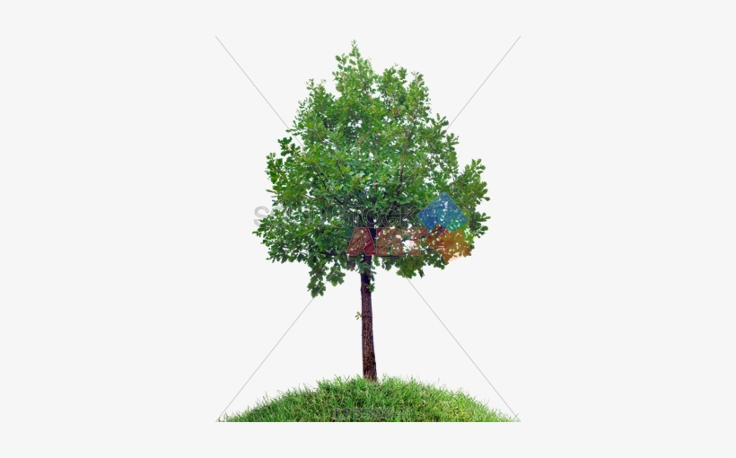 Stock Photo Of Small Oak Tree On Grassy Hill Against - Trees And Bushes, transparent png #937664