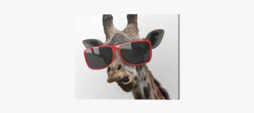 Funny Fashion Portrait Of A Giraffe With Hipster Sunglasses - Crazy Eyes - Gerald The Giraffe Bb3236, transparent png #938264