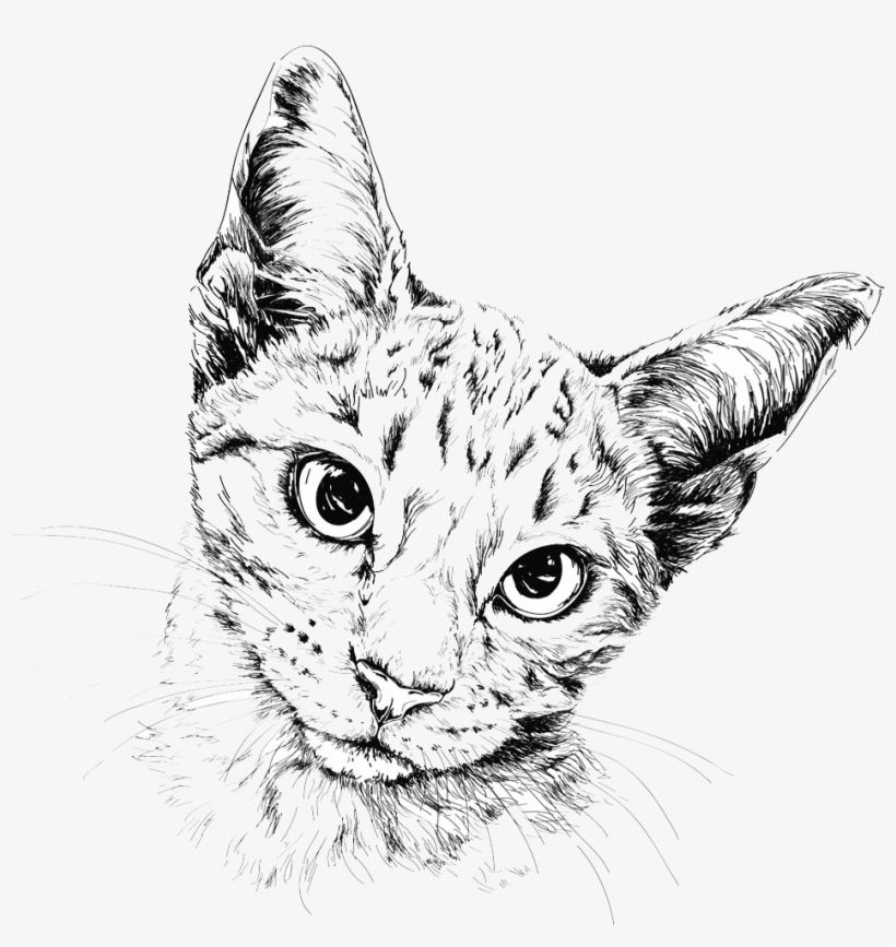 Cat Drawing Painting Illustration - Painting Cat Drawing Hd, transparent png #938364