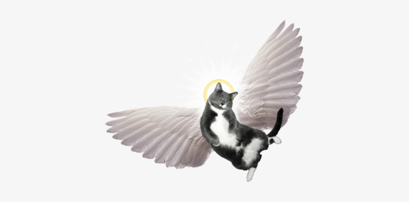 Angel Wings For Cats Png - Spirit-led Preaching: The Holy Spirit's Role, transparent png #938596