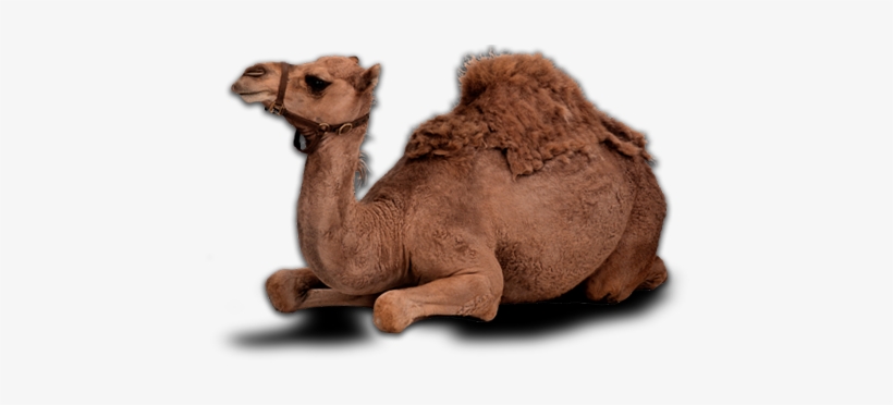 Camel Png Image - Camel Png, transparent png #939196