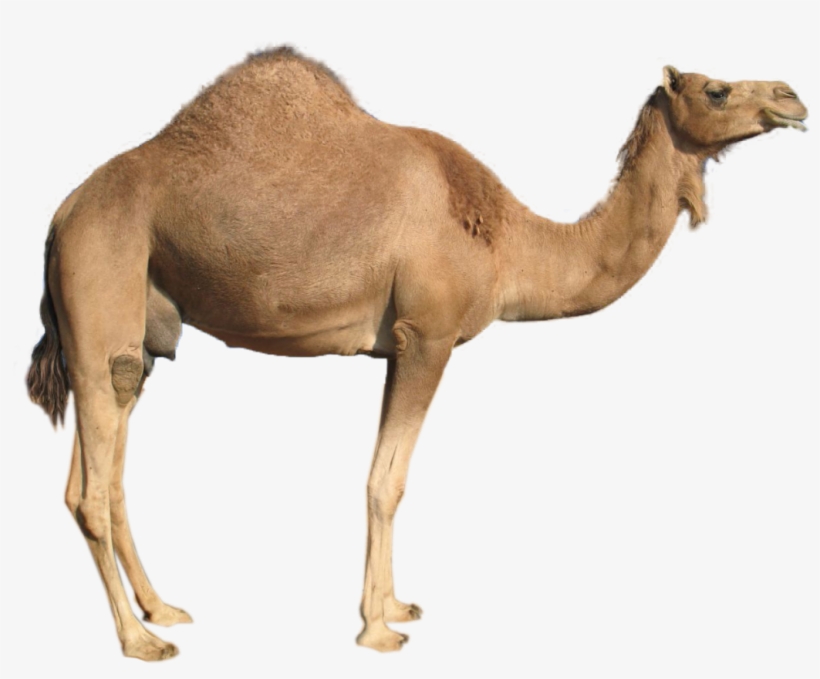 Camel Png Image - Camel Png, transparent png #939200