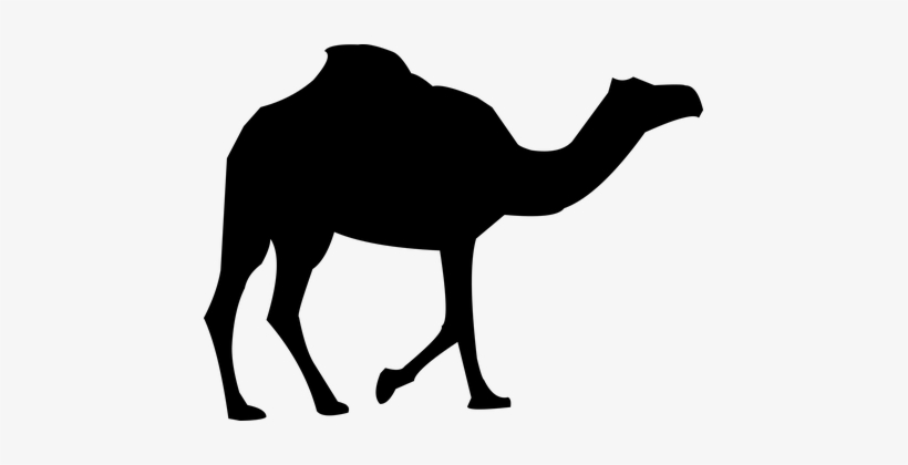 Camel, Safari, Animal - Camel Silhouette, transparent png #939280