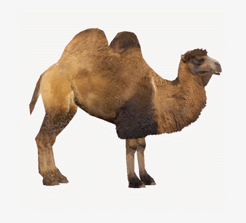 Bactrian Camel - Two Hump Camel Png, transparent png #939329