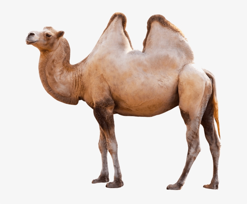 Camel - Camel Transparent, transparent png #939352