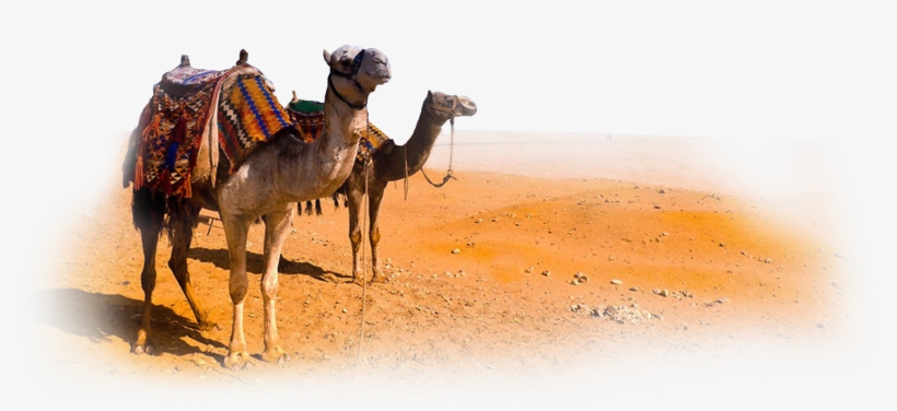 Camel Png Clipart - Desert Camel Png, transparent png #939383