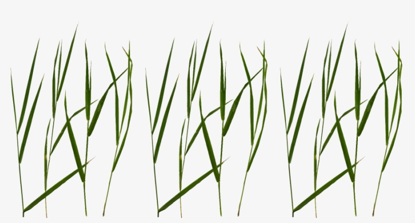 Grass Blade Texture Png Jpg Black And White - Grass Blade Texture Png, transparent png #939432