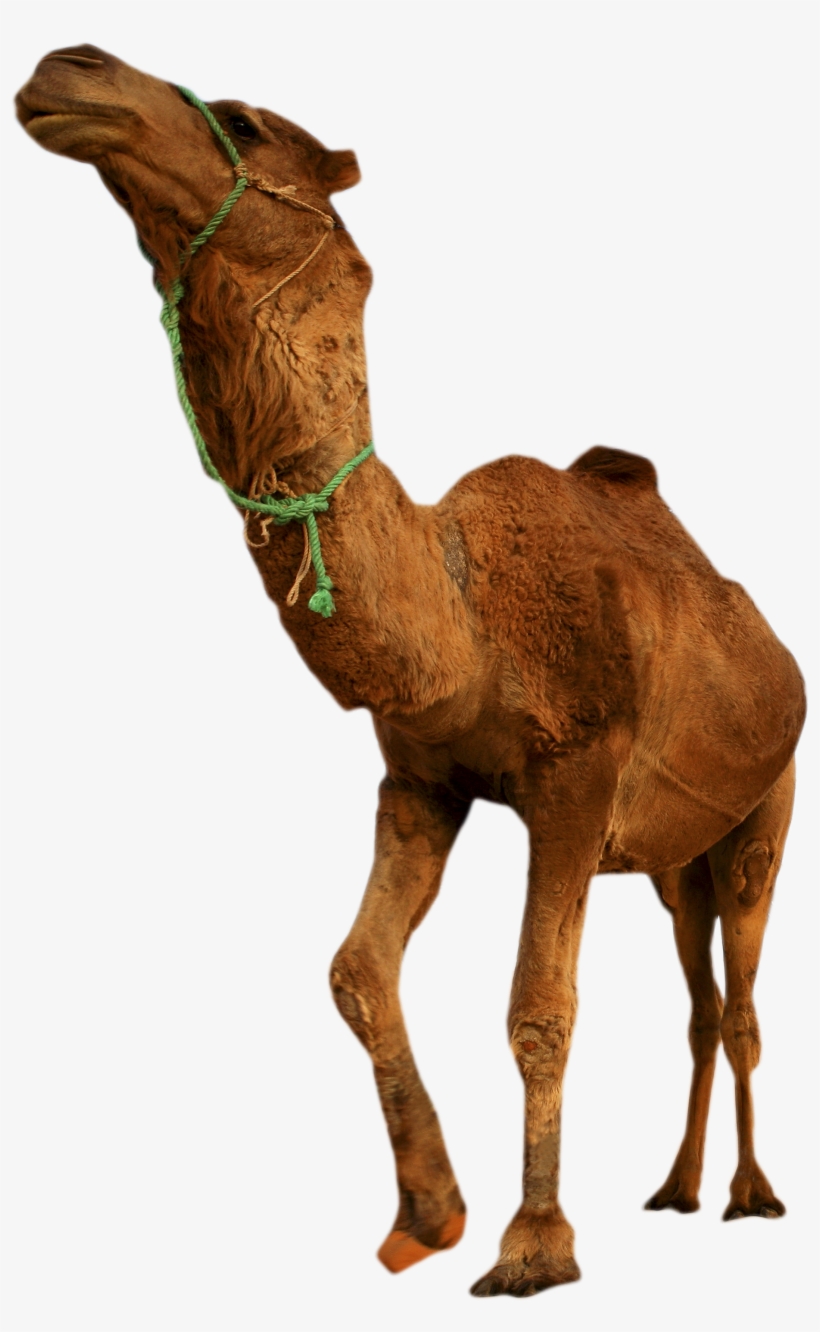 Desert Camel Standing Png Image - Desert Transparent Background, transparent png #939555