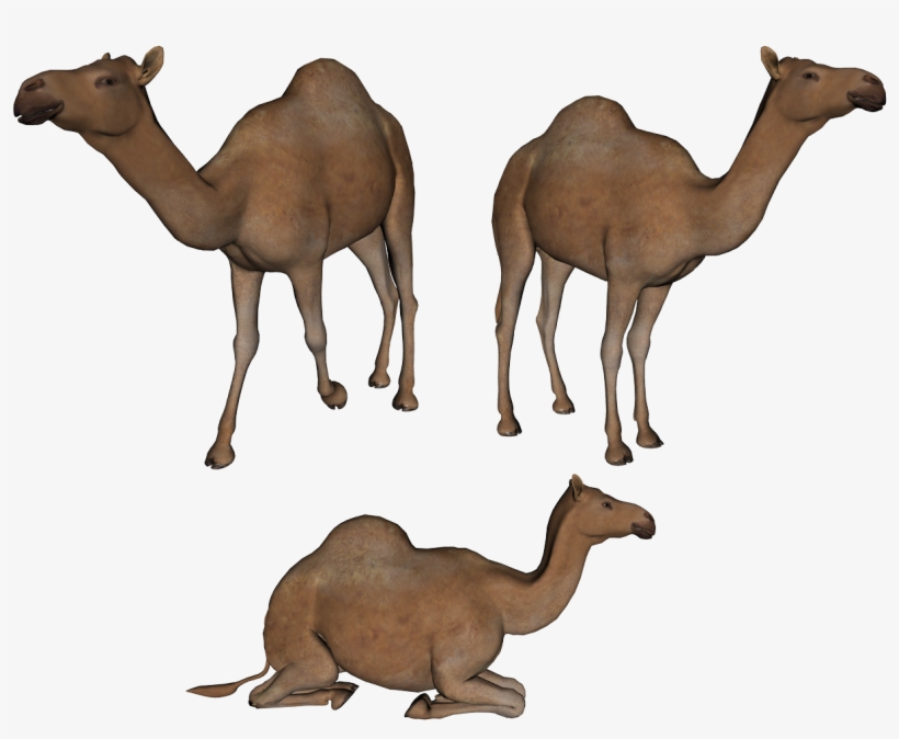 Camel Png Photo - Camels Clipart Png, transparent png #939635