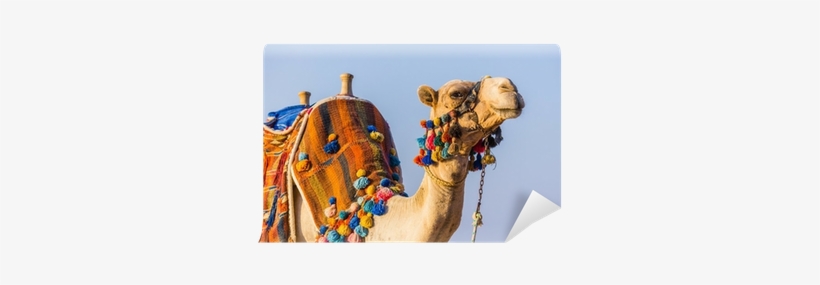 The Muzzle Of The African Camel Wall Mural - Cammello Africano, transparent png #939702