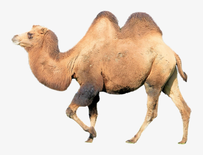 Image - Animales Del Desierto Png, transparent png #939943