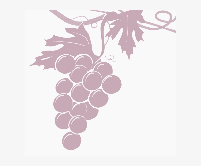 Grapevine-transparent - Illustration, transparent png #9302984
