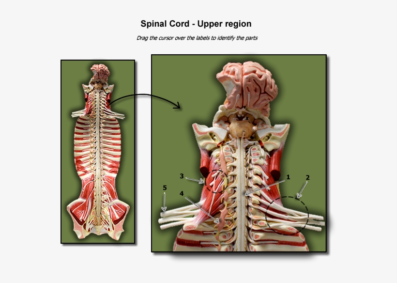 Upper Region Of Spinal Cord - Skeleton, transparent png #9303204