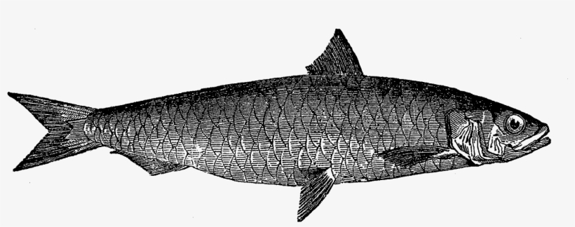 The Detail Of These Sealife Illustrations Is Amazing - Coregonus Lavaretus, transparent png #9303270