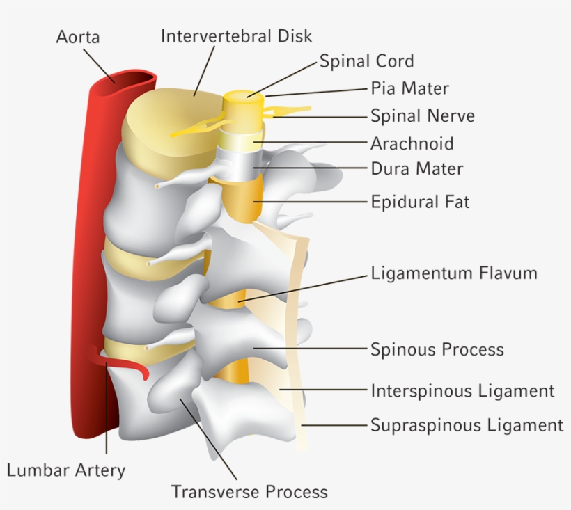 Spinal Tap Diagram - Diagram, transparent png #9303299