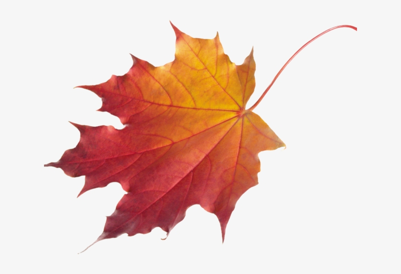 Autumn Leaves Clipart Chinar - Autumn Maple Leaf Png, transparent png #9306416