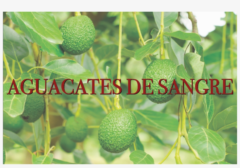 “el Aguacate Es El Diamante De Sangre De México” - Avocado, transparent png #9306954