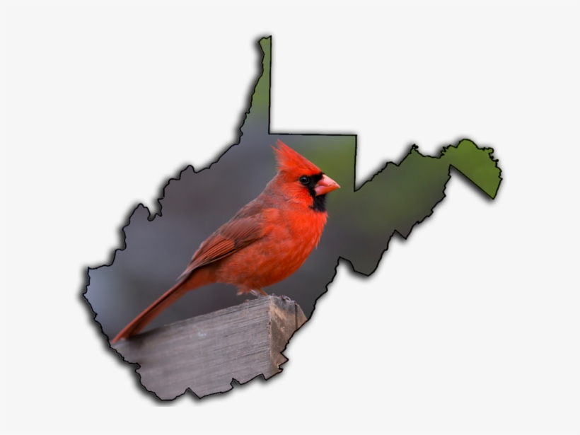 Male Cardinal One Of Themost Recognizable Birdswest, transparent png #9309762
