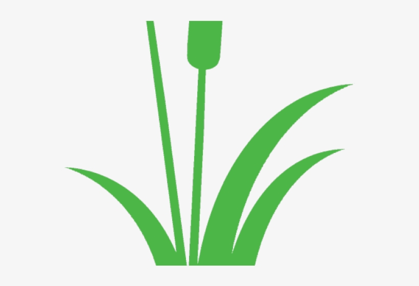 Single Clipart Cattail, transparent png #9311107