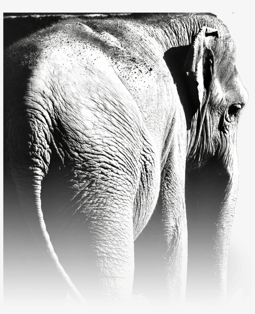 Last Year You Saved Myanmar's Elephants - Indian Elephant, transparent png #9311268