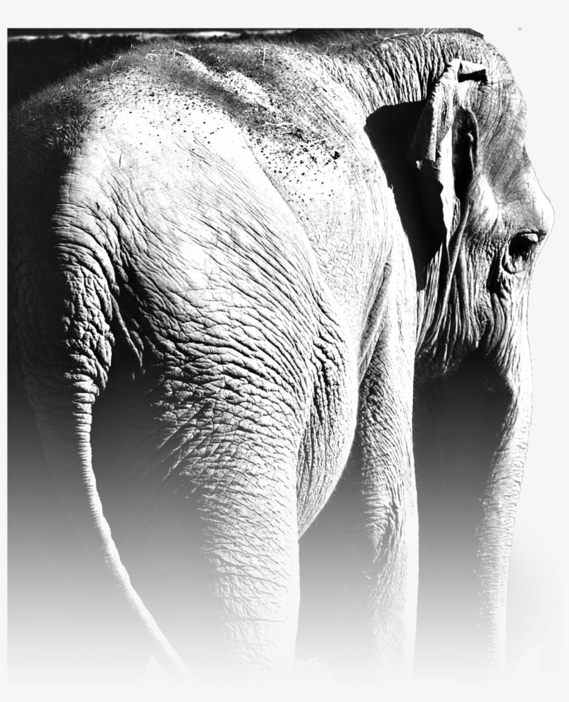 Last Year You Saved Myanmar's Elephants - Indian Elephant, transparent png #9311268