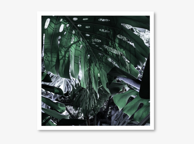 Green Day ~ N° - Tree, transparent png #9314854