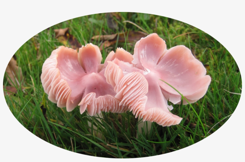 Main Menu - Pink Fungus Uk, transparent png #9317032