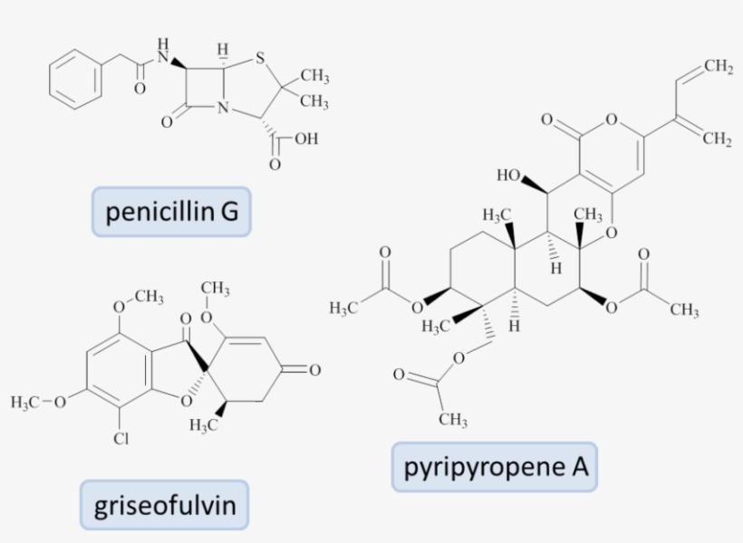What Brought You To Work With Fungi - Diagram, transparent png #9317114