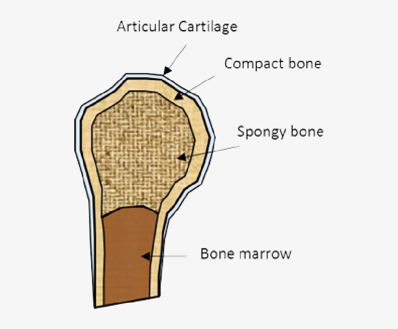 Schematic Representation Of Bone Structure - Diagram, transparent png #9317650